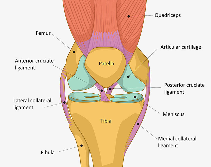 Knee diagram