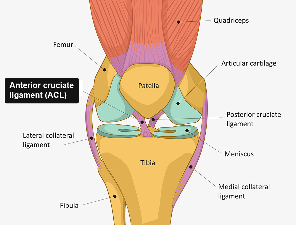 Posterior Cruciate Ligament Injuries - OrthoInfo - AAOS