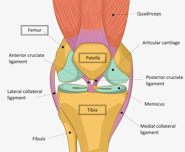 Human Knee Bone Patella