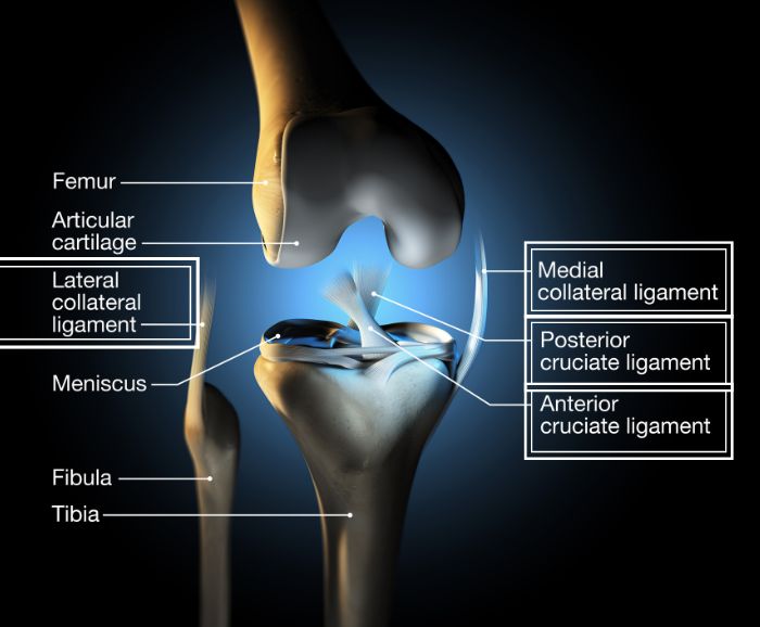 knee ligaments